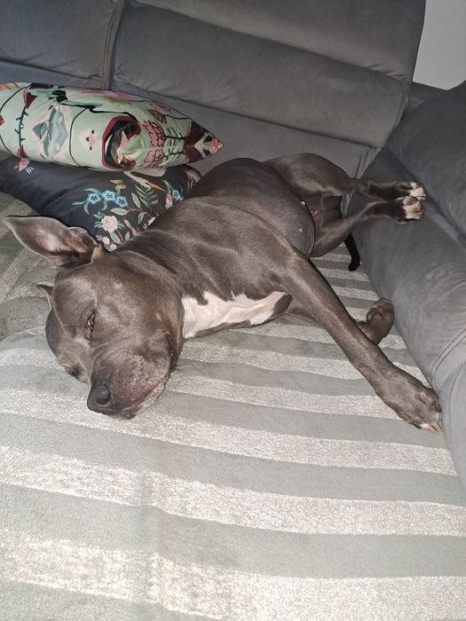 #Trójmiasto Domowa opieka nad psem.