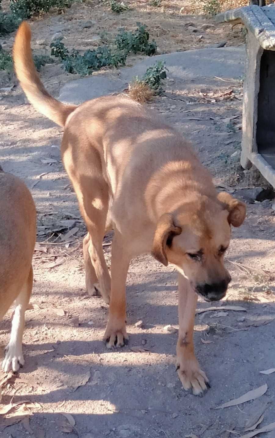 O grande MAX está para adoção!