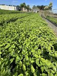 Hortensja Drzewiasta Annabelle 3L