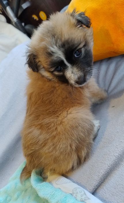 Puchaty Mały Nieśmiałek szczeniaczek