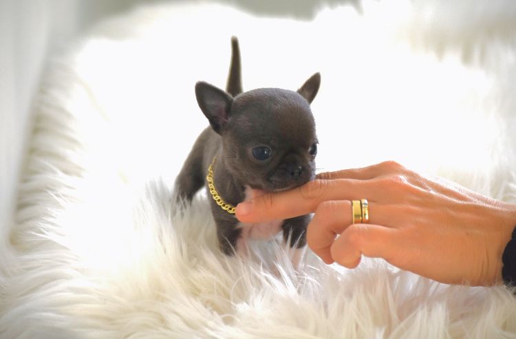 Zarezerwowany Chihuahua Mini XXS gotowy do odbioru