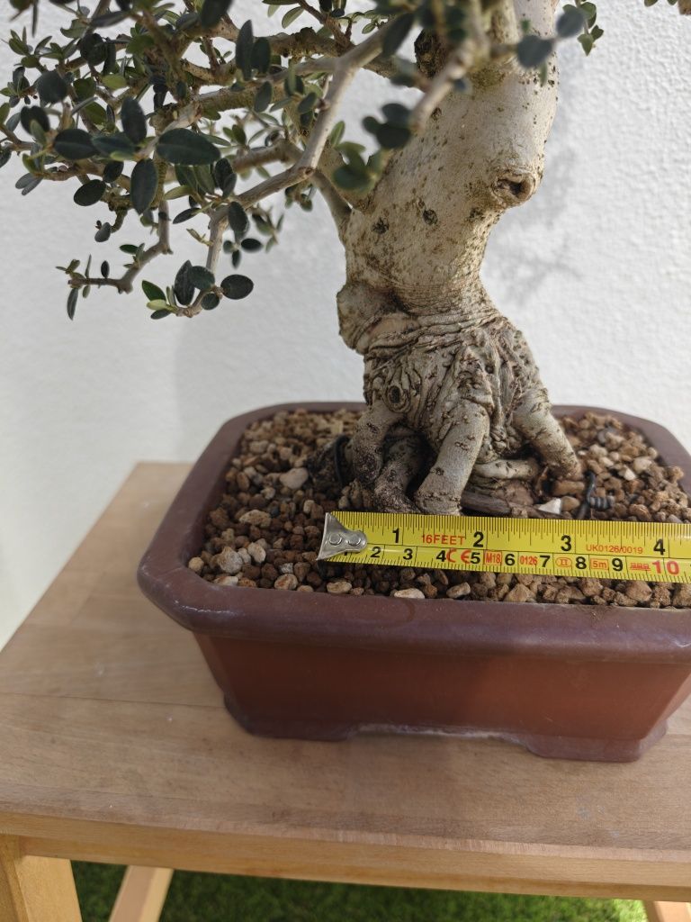 Bonsai de Oliveira 

- Espécie: Olea europaea 'sylvestris'
- Tamanho: