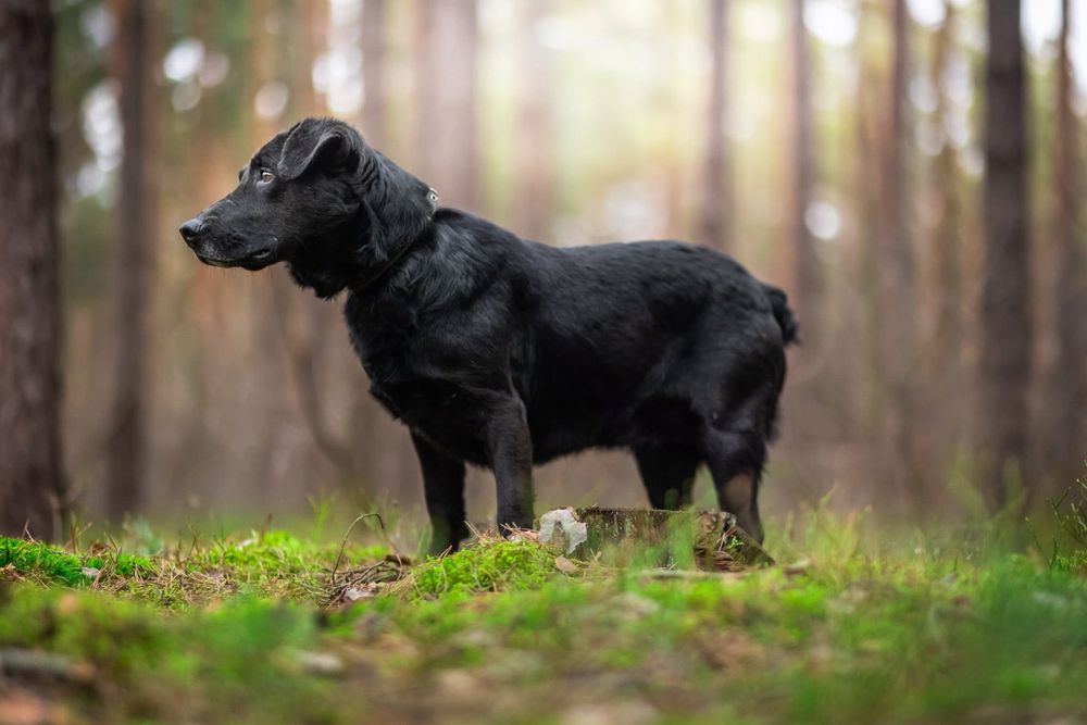 Ralf – elegancki dżentelmen w czerni, który czeka na swojego człowieka