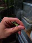 Jaszczurka zielona gekon gastropholis prasina