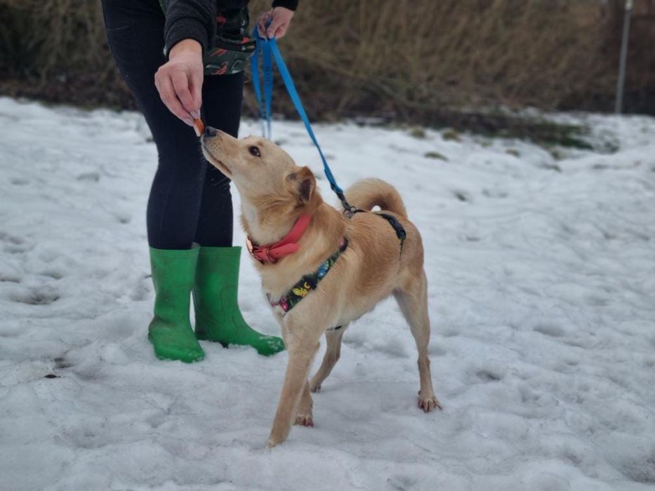Biszkopt, ur. 2020, piesek ze schroniska