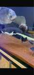 Monsterfish pacu/tsn/rtc