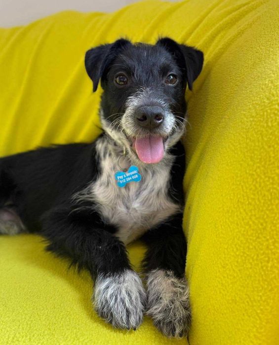 Dexter - szczeniak do adopcji!