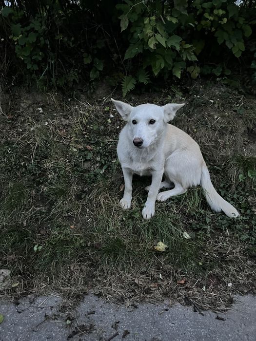 PILNIE ‼️ Bardzo pilnie szukamy domu dla młodziutkiej suczki