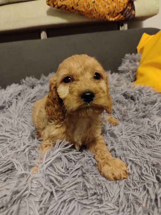 Szczeniak cockapoo