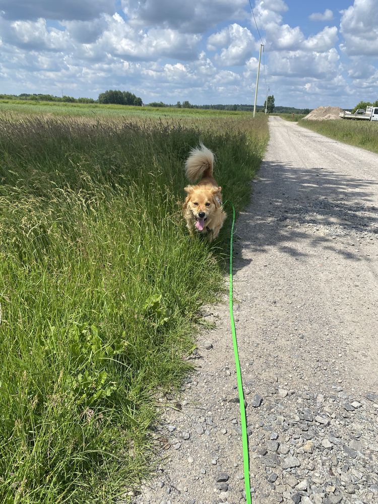 Piesek za darmo BARI