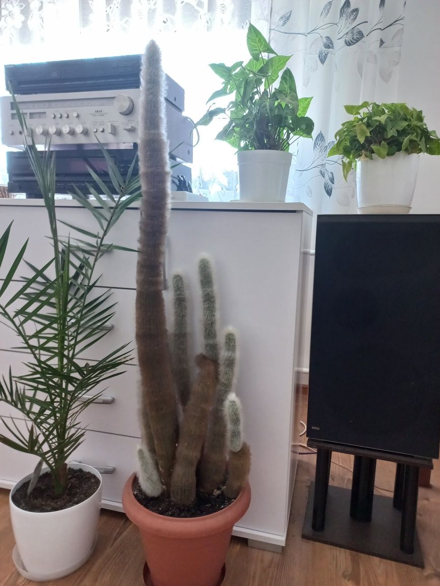 Kaktus kaktus kaktus bardzo duży