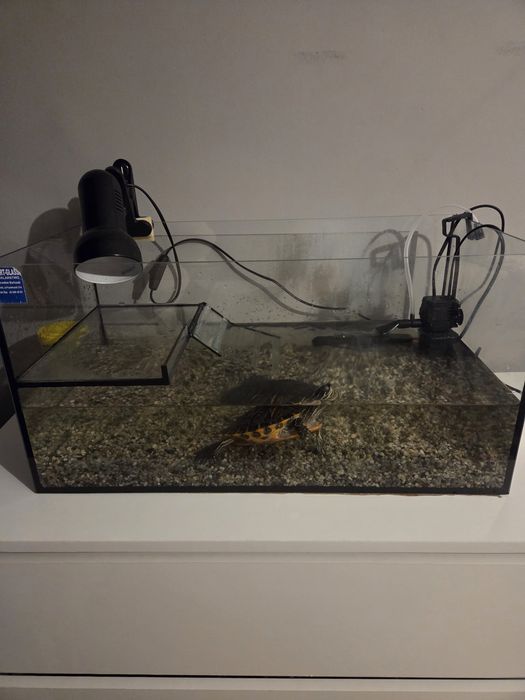 Żółw wodno lądowy