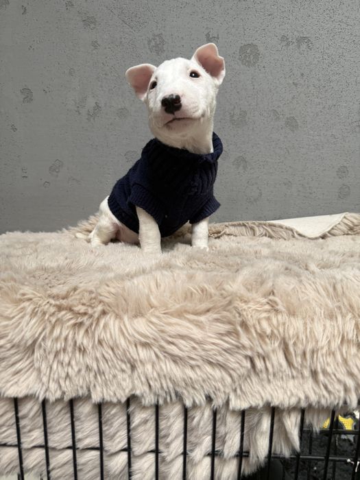 Bulterier miniaturowy chłopak