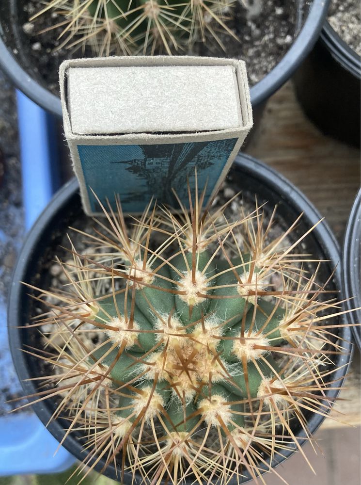 Kaktus Trichocereus terscheckii siewki 2letnie