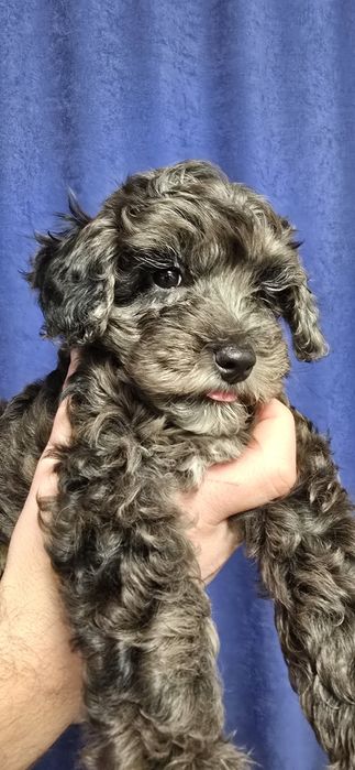 Мальтіпу мерль (мерле)