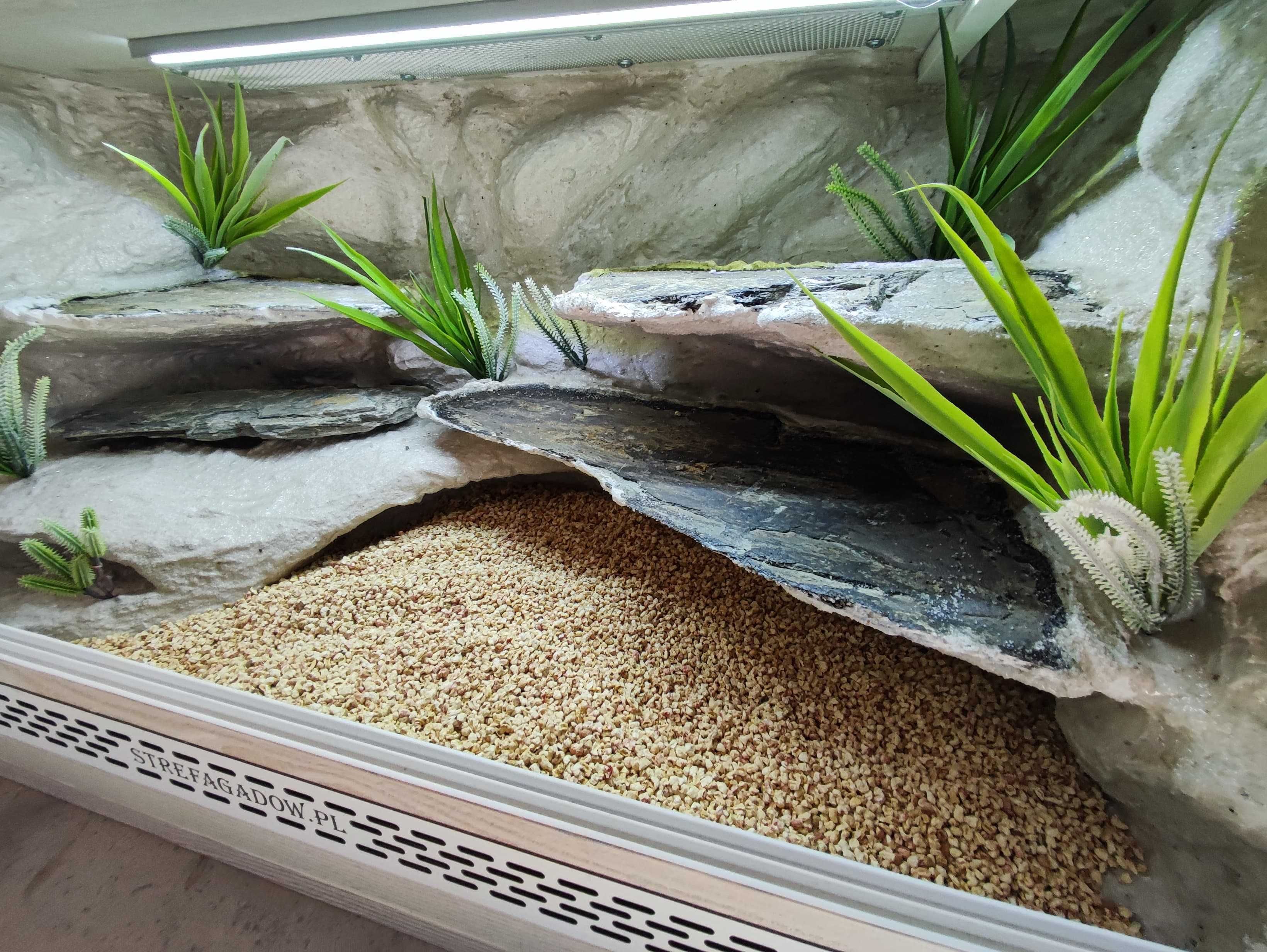 Terrarium pustynne nr693 80/40/40 dla gekona lamparciego DOSTĘPNE