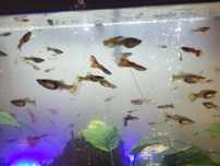 10 casais de guppies