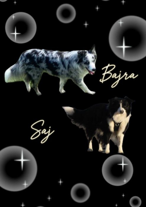 Piękny piesek Border Collie - Blue Merle nr 5 - ARGO