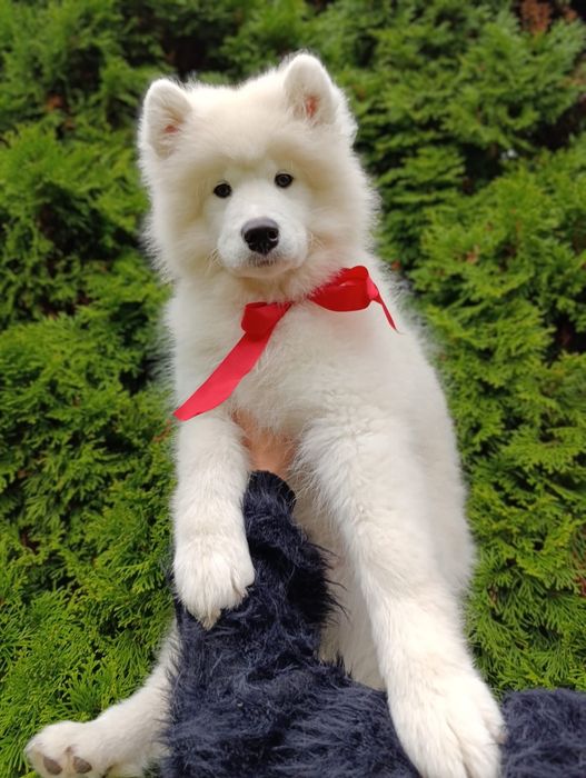 SAMOYED - wyjątkowa rasa dla wyjątkowych ludzi