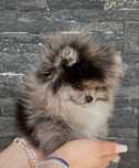 Pomeranian szpic miniaturowy merle xxs