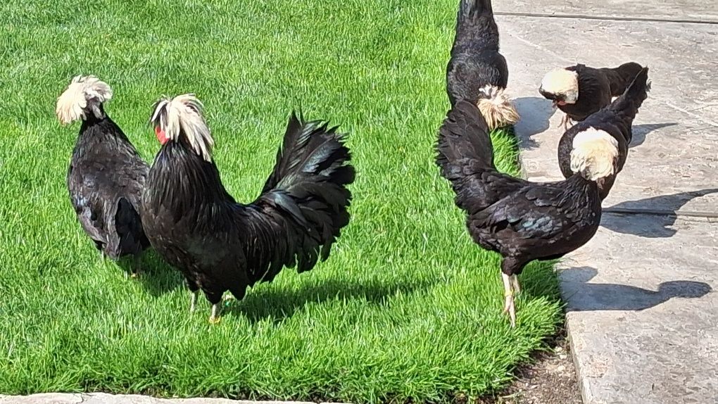 Sprzedam czubatki holenderskie
