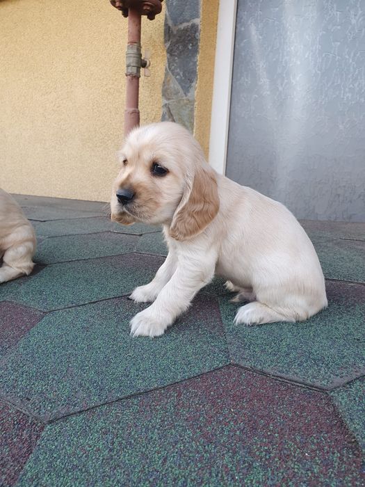 Англійський кокер-спаніель