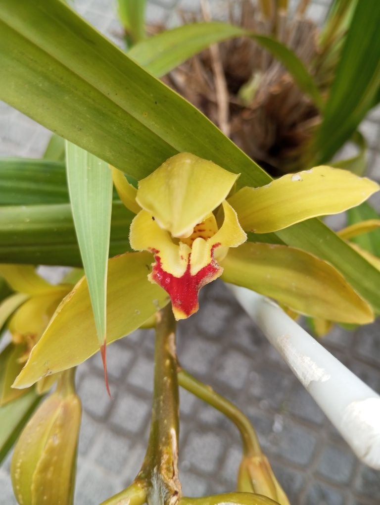 Orquídea de exterior