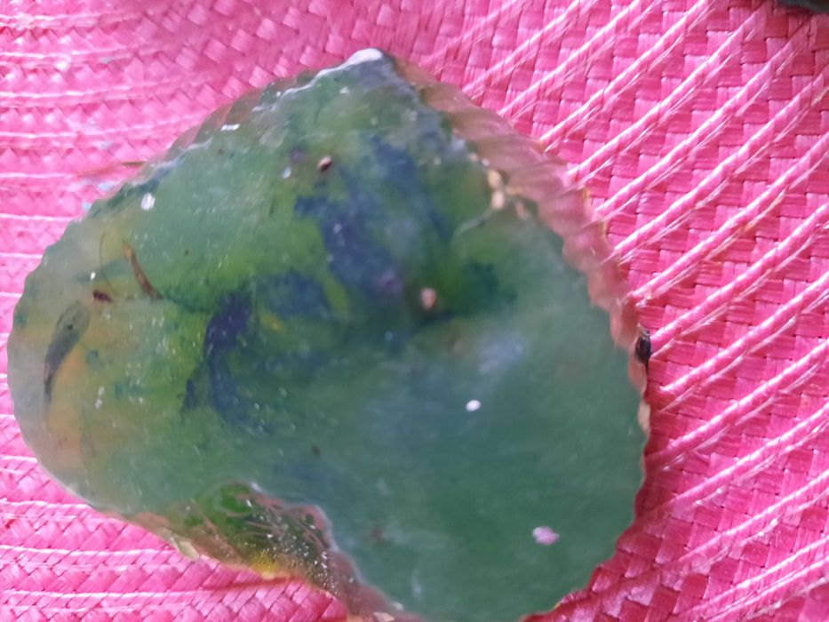 mydełka z esencjami kwiatów