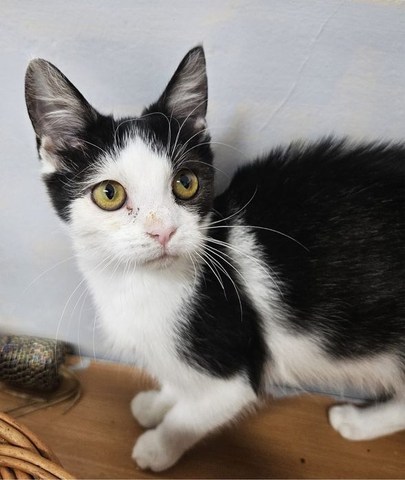 Kochana, wesoła i młodziutka Szaza szuka domu!