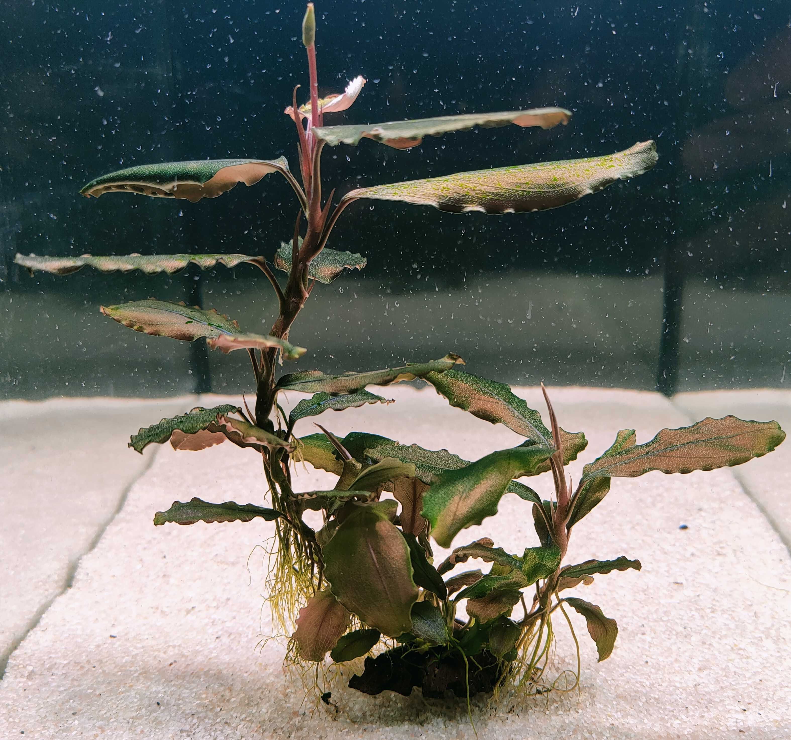 Bucephalandra Red Cerberus Rarytas