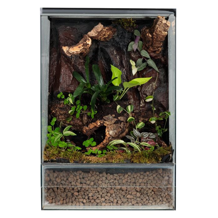 Szklane terrarium gekon orzęsiony