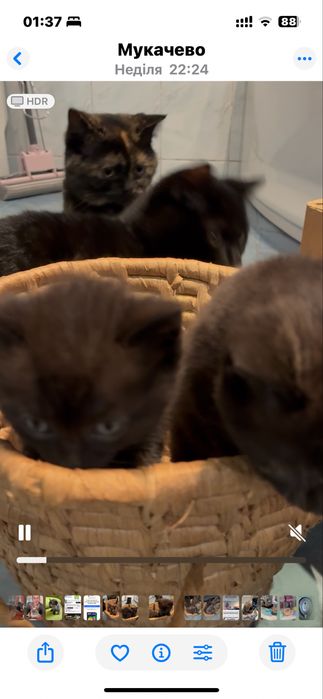 Кошенята&маленькі