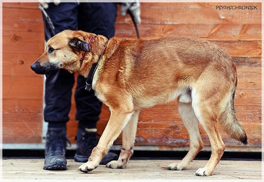 Balu – klasyczny kundelek podlaski, tak samo zasługuje na dom
