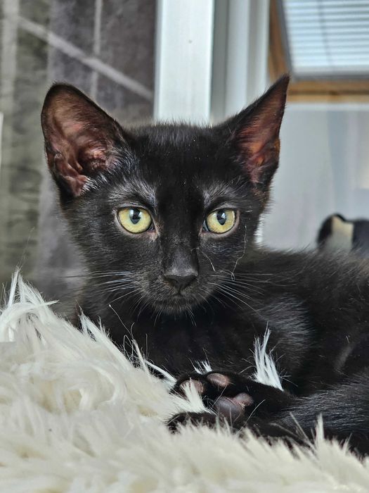 Ifi i Afi - małe kotki do adopcji