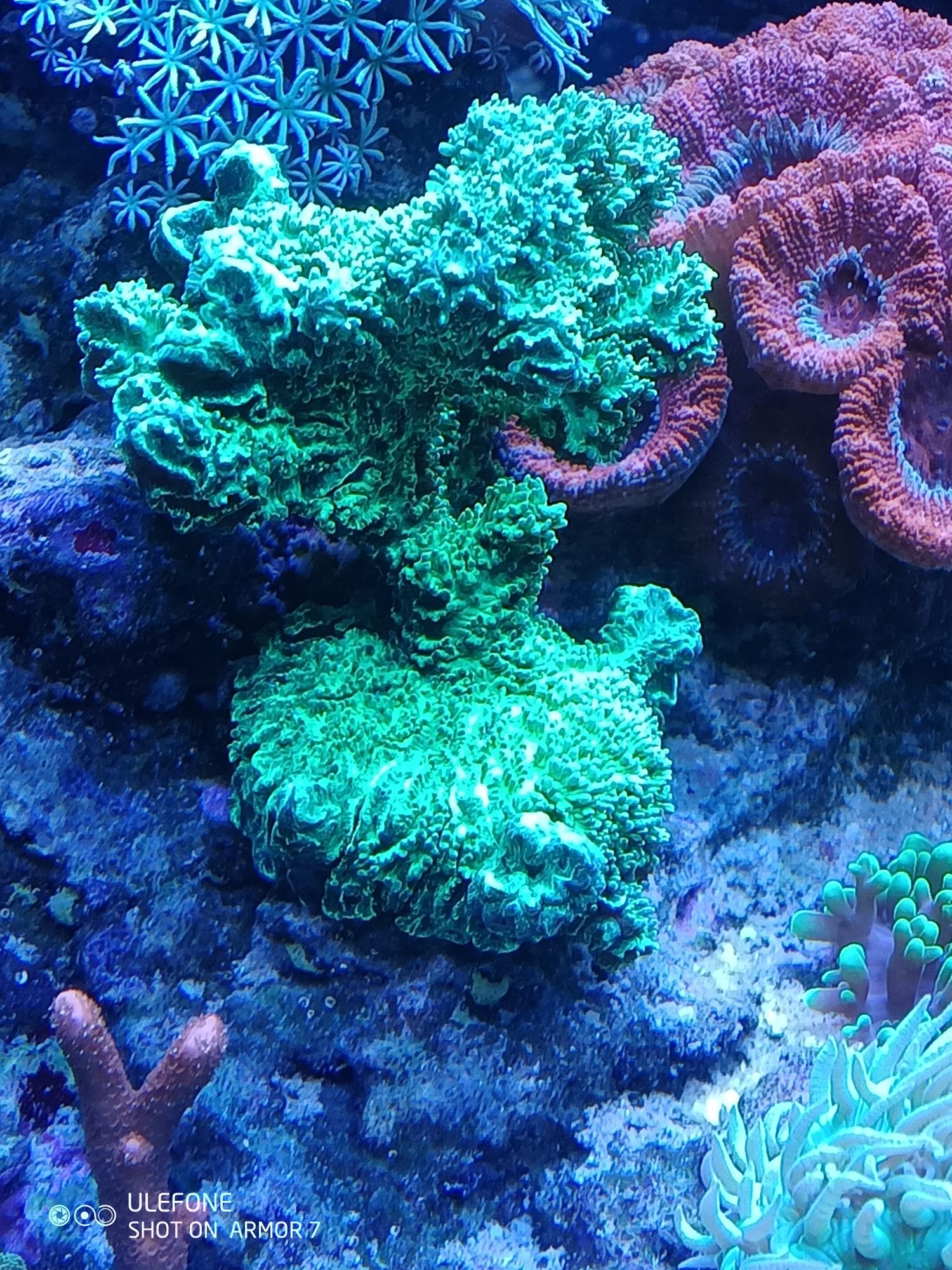 Hydnophora koral