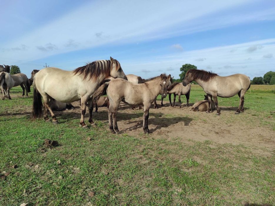 Klaczki konik polski