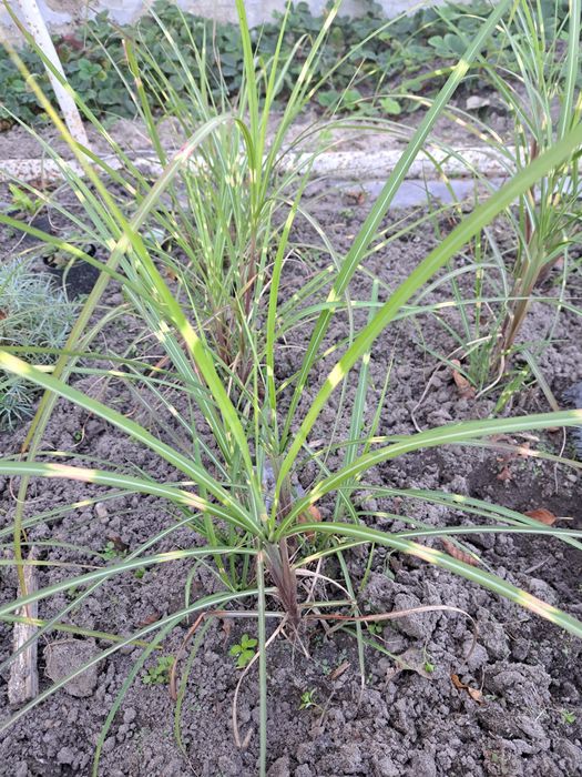 Sprzedam Sadzonki Traw