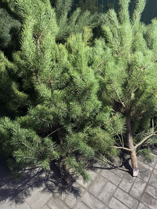 Ялинка новорічна,тунель,сітка