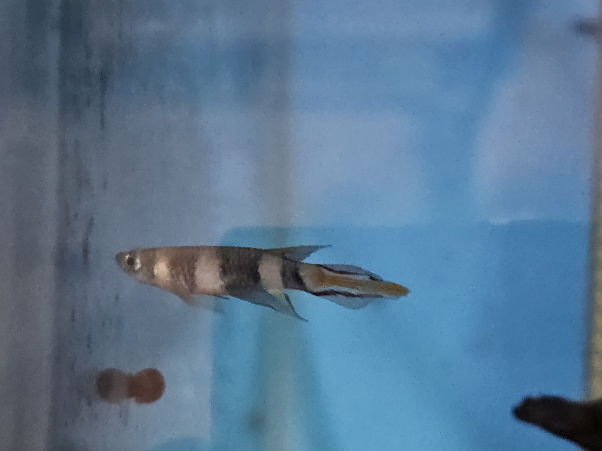 Vendo várias espécies de peixes.