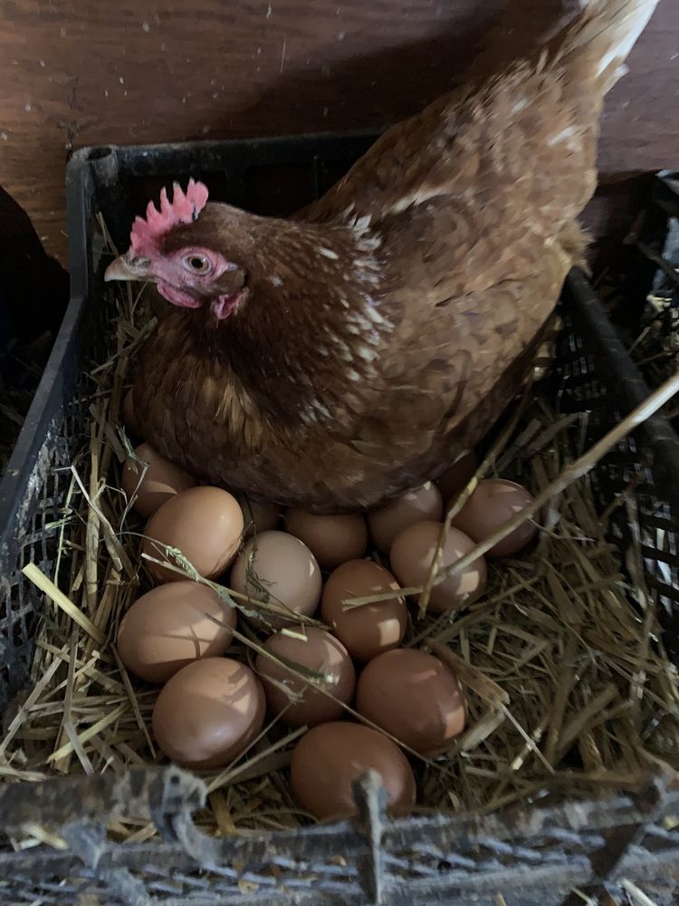 Домашні дієтичні курячі яйця
