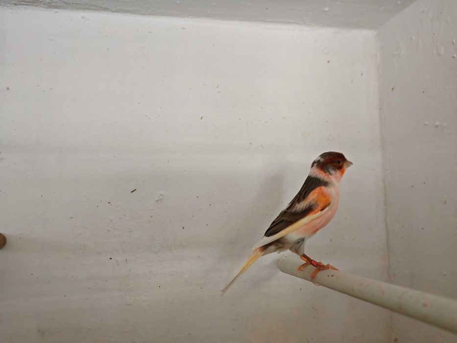 Casais Canários Arlequim Português