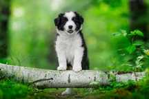 Szczenię Border Collie - Piesek - ZKwP FCI