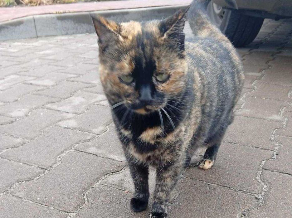 Молода стерилізована кішечка