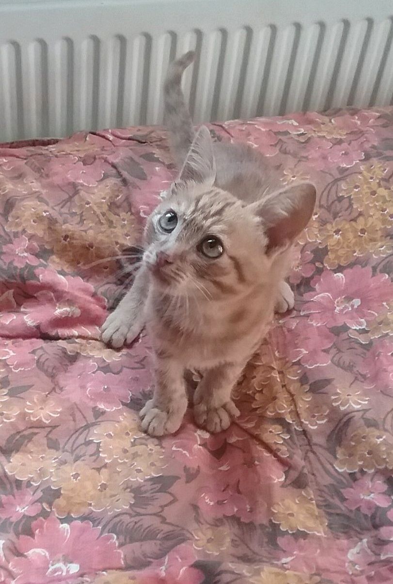 Отдам рыжего котёнка