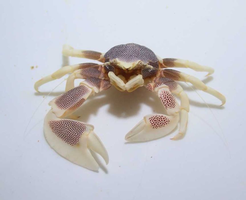 Neopetrolisthes ohshimai - krab - akwarium morskie
