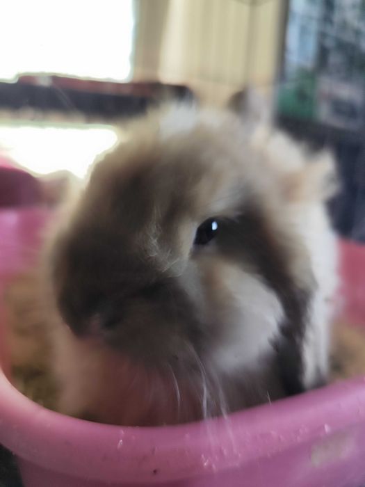 Кролик Декоративный