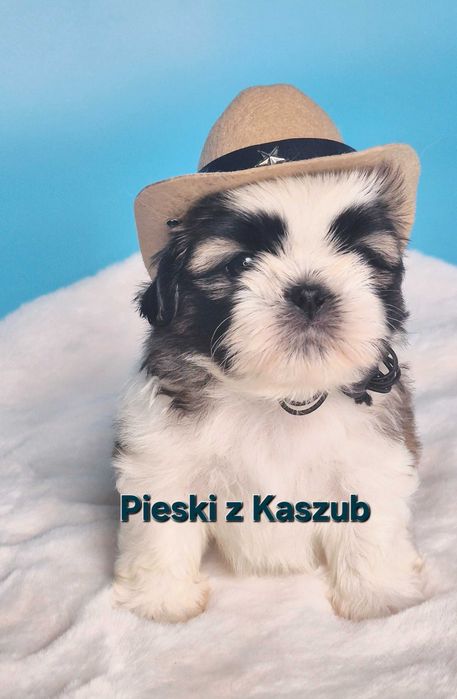 Shih-tzu chłopiec do rezerwacji