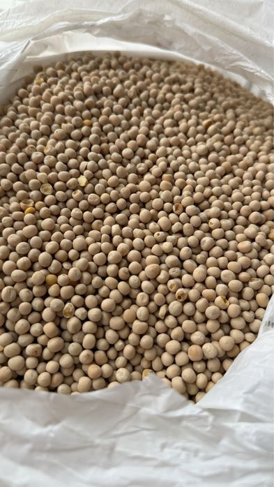 Горох озимий, Баллтрап-жовтий