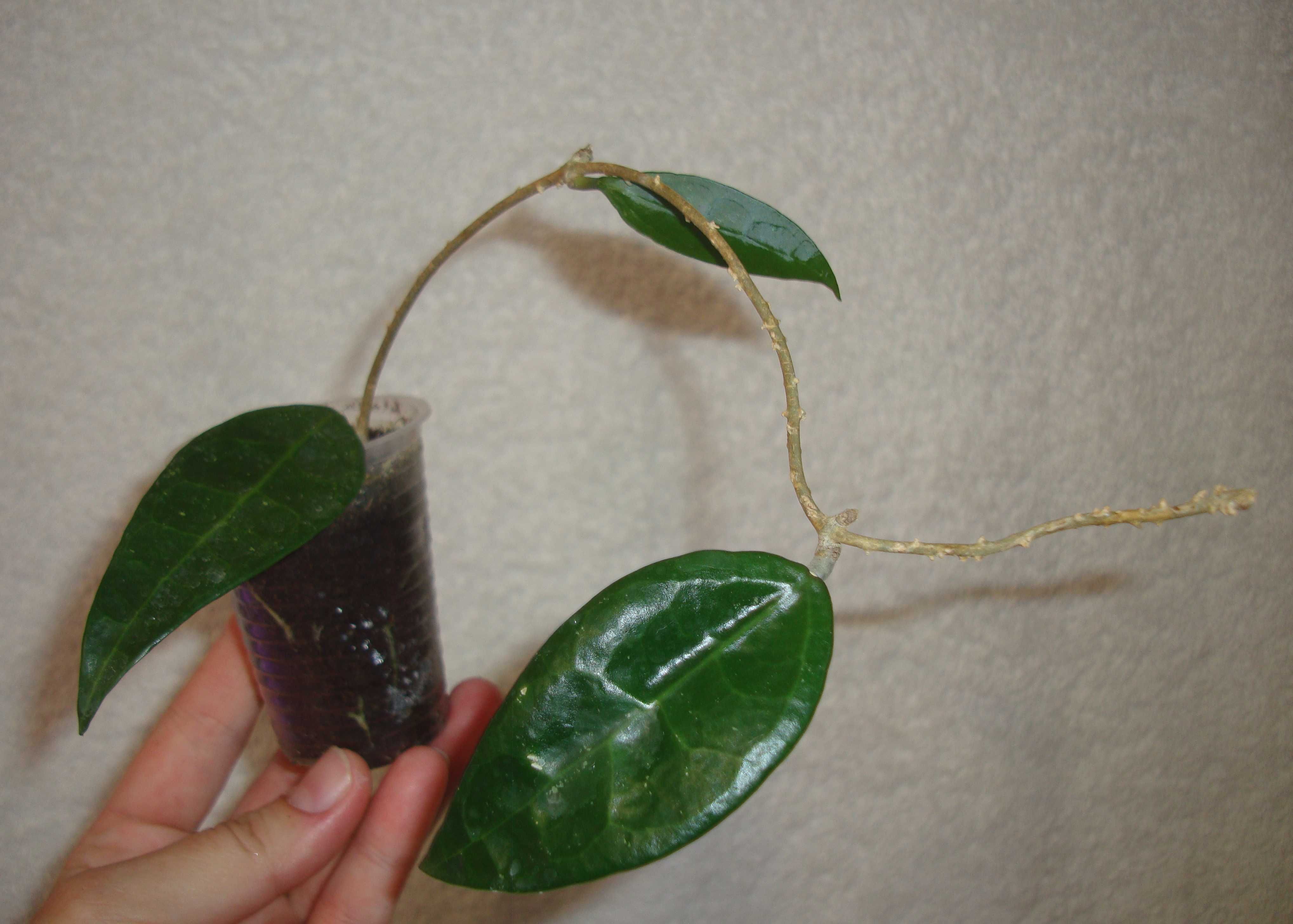 Хойя. Hoya. Вкорінені рослини.
