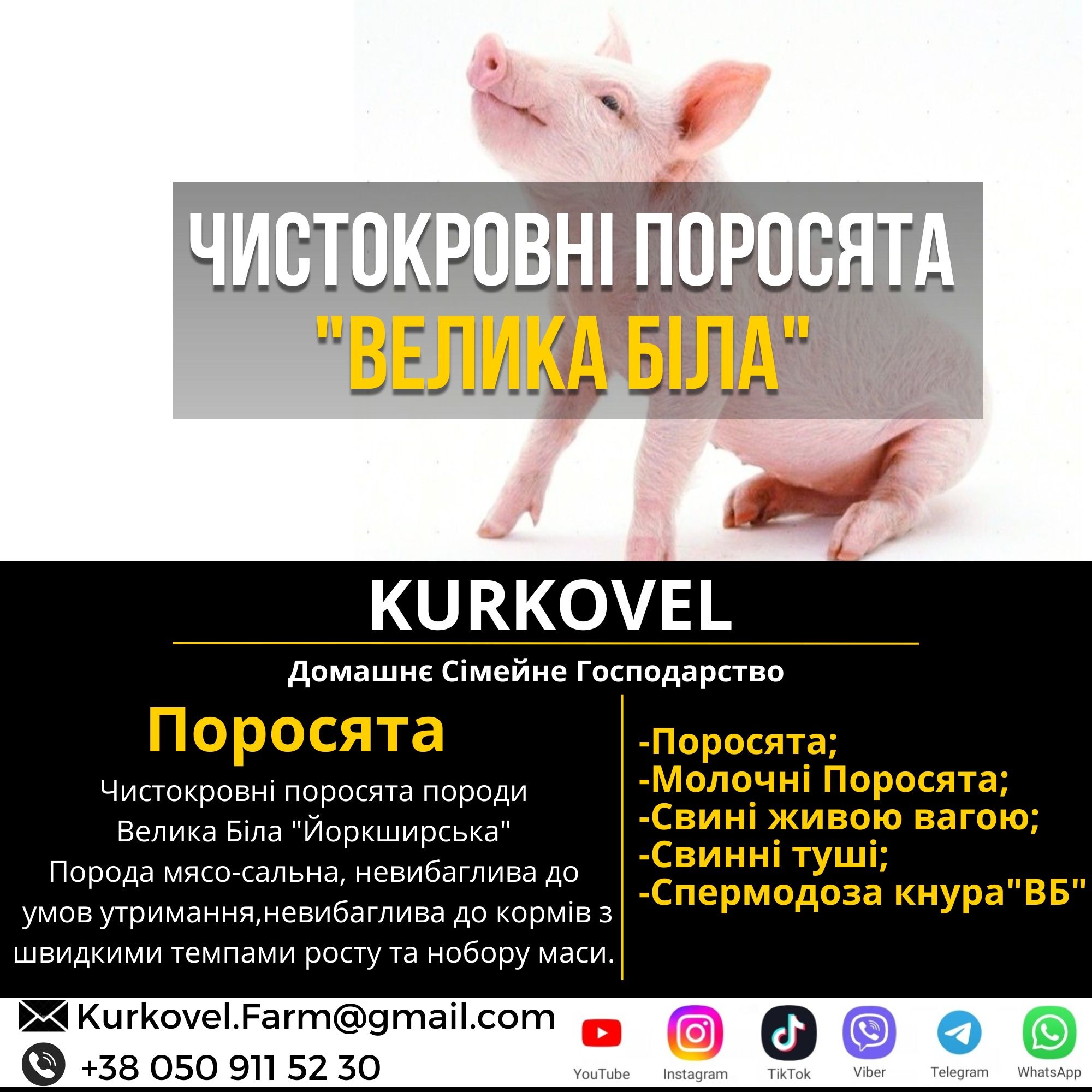 Велика Біла та Ф1 Племінні Чистокровні Свині / Поросята